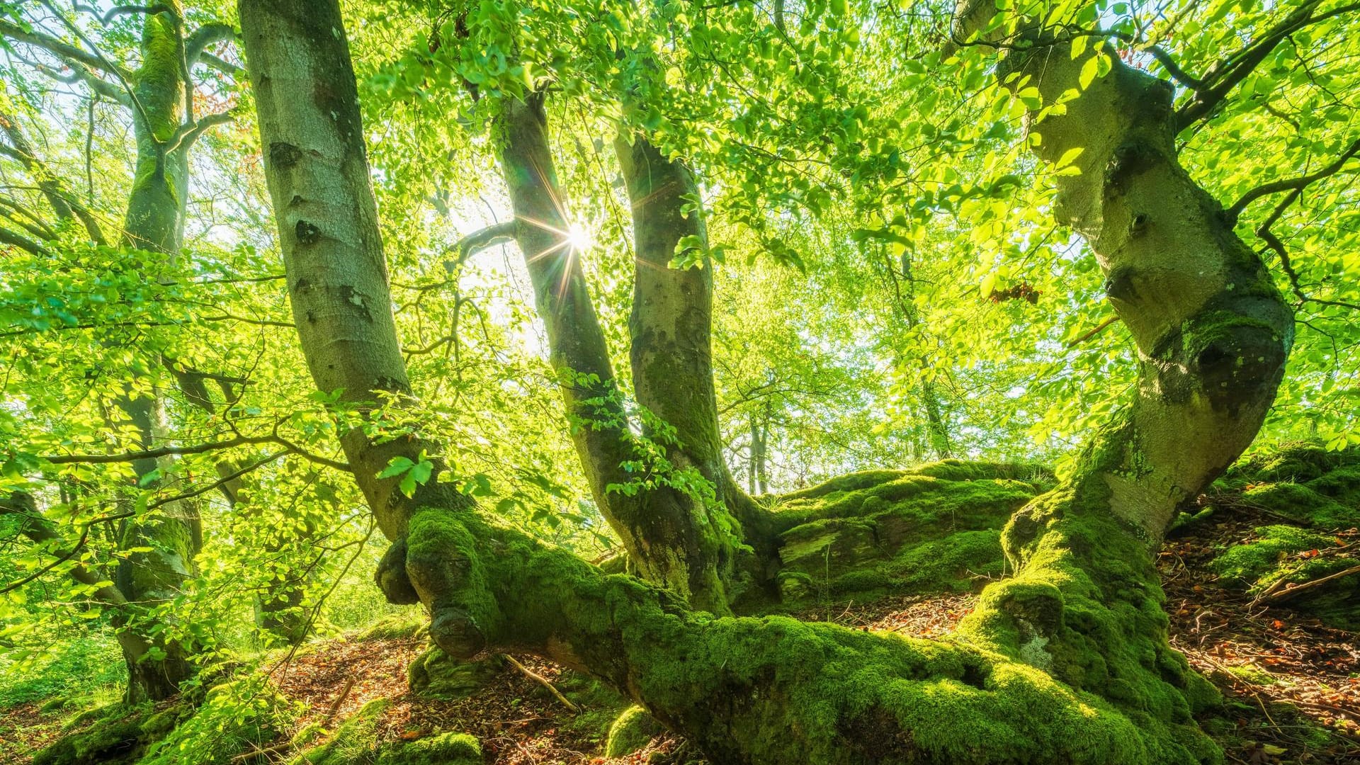 Knorrige alte Buchen, mit Moos bedeckt: Dieser alte Buchenwald steht im Nationalpark Kellerwald-Edersee in Hessen unter Schutz.