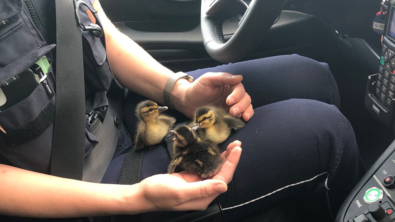 Drei Entenküken auf dem Schoß einer Bundespolizistin: Die Beamtinnen und Beamten haben die Entenfamilie von der Autobahn gerettet.