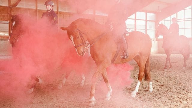 Reiterinnen und Reiter der Mannheimer Polizeireiterstaffel nehmen in der Reithalle an einem Training teil (Archivbild): Künftig soll die Reiterstaffel in Bruchsal stationiert werden.