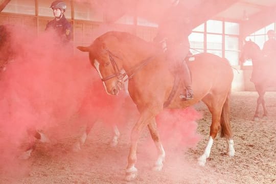 Reiterinnen und Reiter der Mannheimer Polizeireiterstaffel nehmen in der Reithalle an einem Training teil (Archivbild): Künftig soll die Reiterstaffel in Bruchsal stationiert werden.