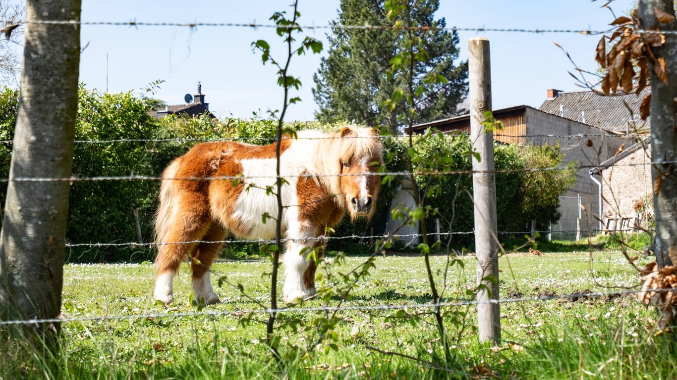Ein Pony steht hinter einem Zaun (Symbolbild): In Ratingen sind zwei Tiere nach einem Unfall verstorben.