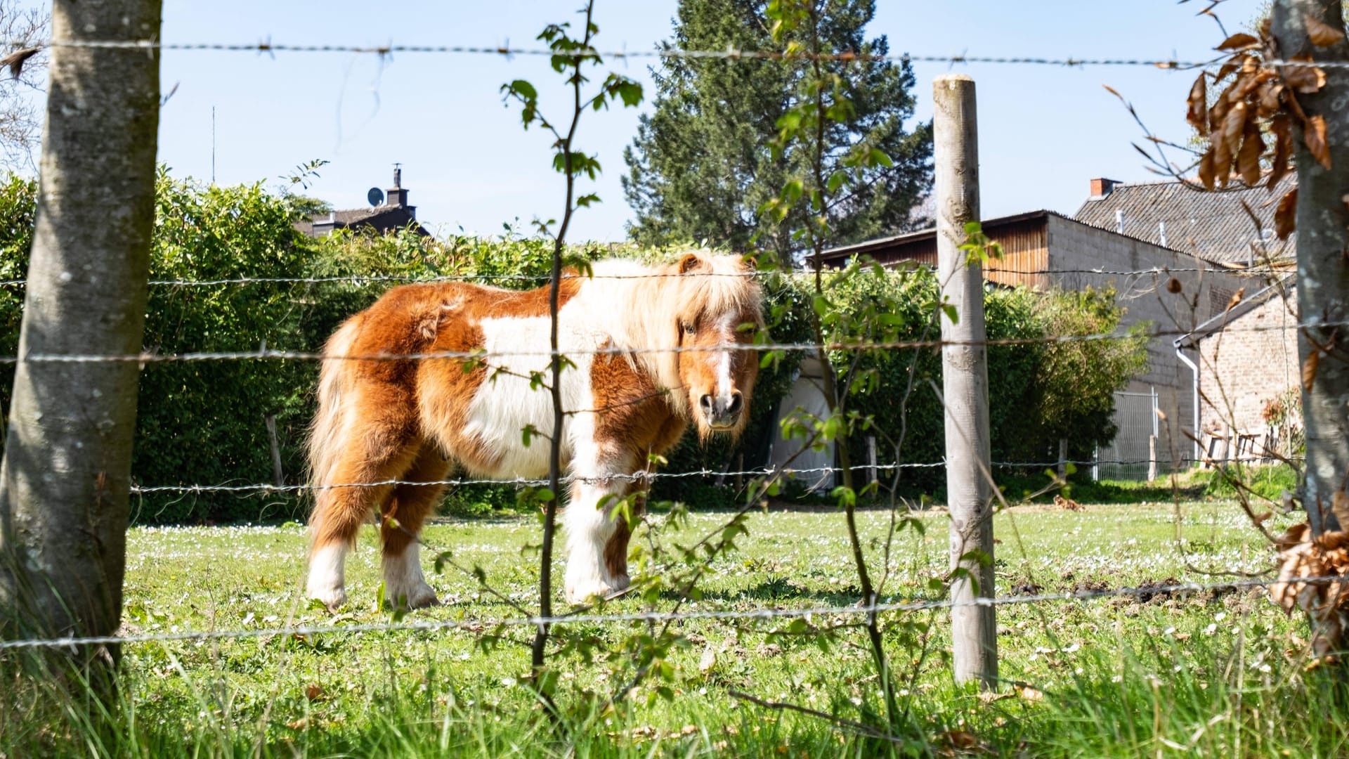 Ein Pony steht hinter einem Zaun (Symbolbild): In Ratingen sind zwei Tiere nach einem Unfall verstorben. Ein Pony steht hinter einem Zaun (Symbolbild): In Ratingen sind zwei Tiere nach einem Unfall verstorben.