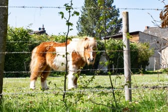 Ein Pony steht hinter einem Zaun (Symbolbild): In Ratingen sind zwei Tiere nach einem Unfall verstorben.