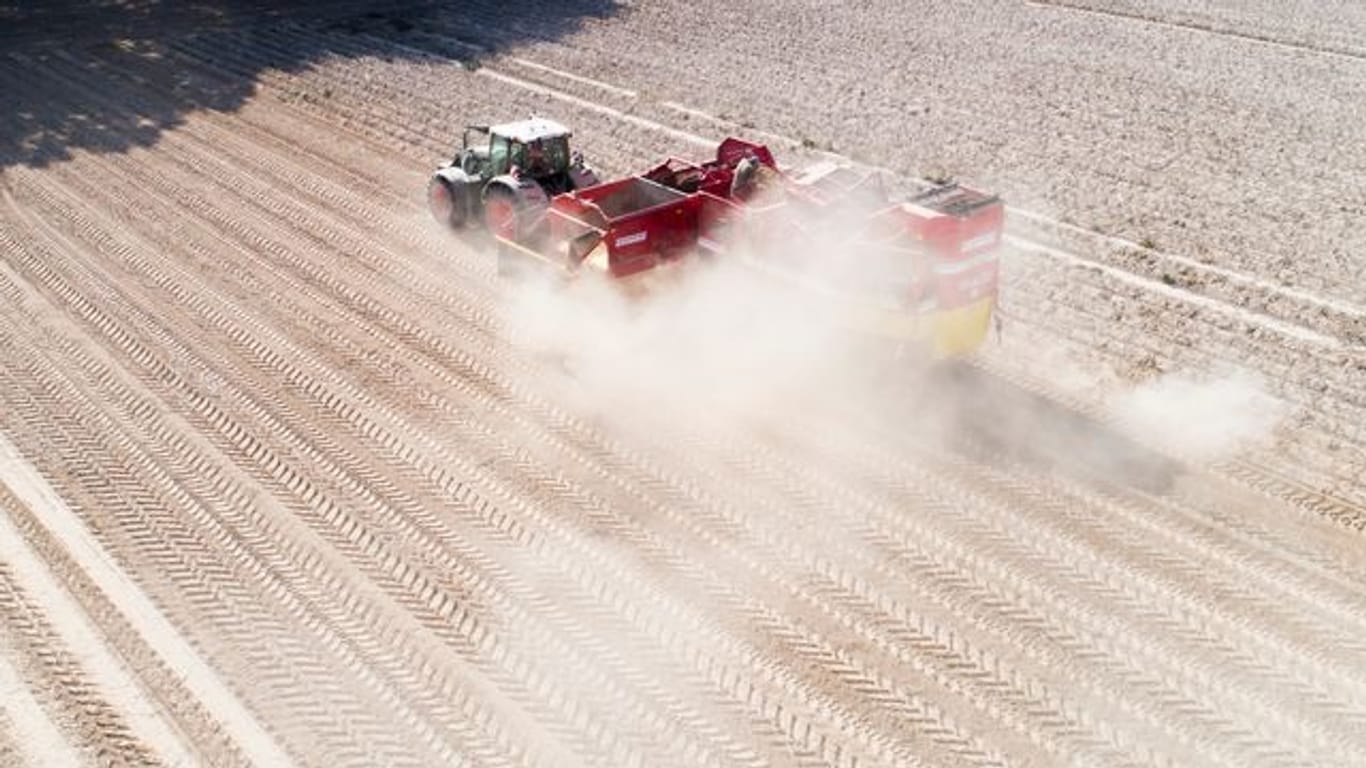 Ein Landwirt erntet Kartoffeln auf einem staubtrockenen Feld in der Region Hannover (Symbolbild): Die Trockenheit wirkt sich auch auf die Ernte der Bauern aus.