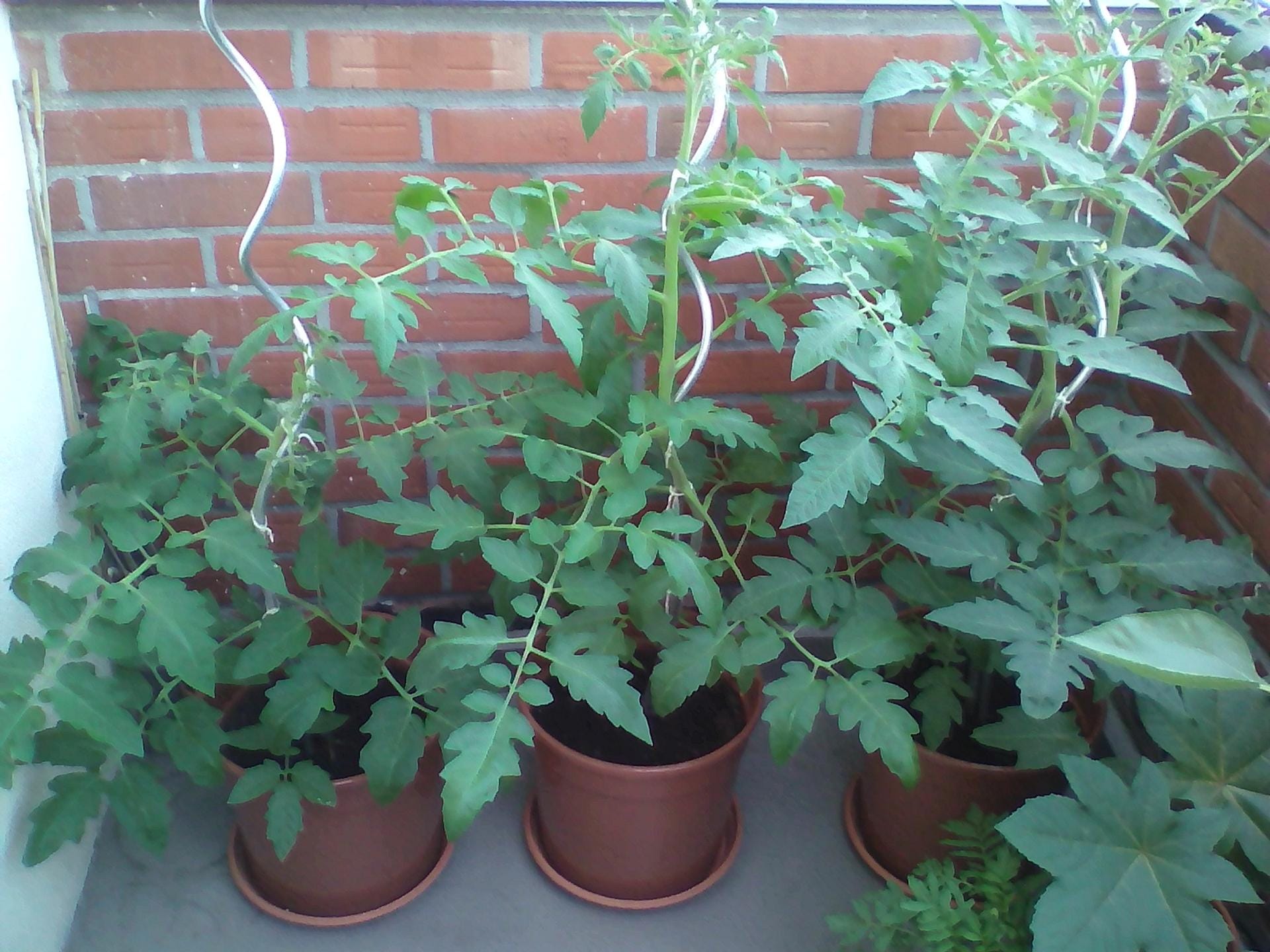 Tomaten in Kübeln: Lidl Tomate (links), Sperli Bio-Tomate (mittig) und Kiepenkerl Tomate (rechts) viereinhalb Wochen nach dem Auspflanzen.