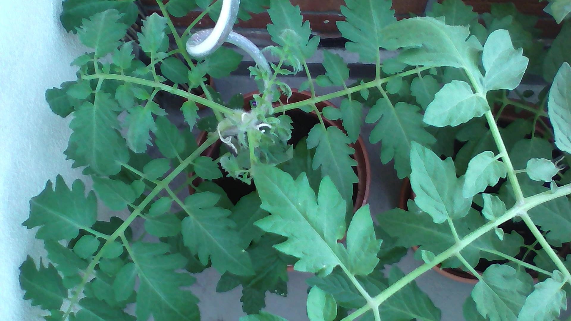 Tomaten in Kübeln: Die Pflanzen tragen gesunde Blätter. Sie sind nicht von Pilzen befallen.