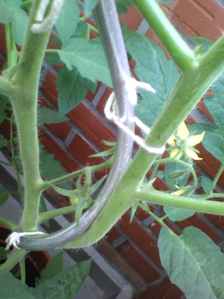 Tomatenpflanze: Ende Juni entwickeln sich aus den Blüten kleine Früchte.