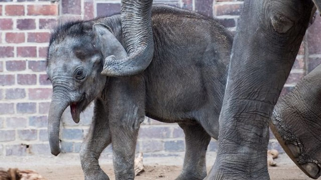 Der Elefantenbulle Kiran ist an Virusinfektion gestorben (Archivbild): Sein Tod erschütterte die Zoo-Mitarbeiter.