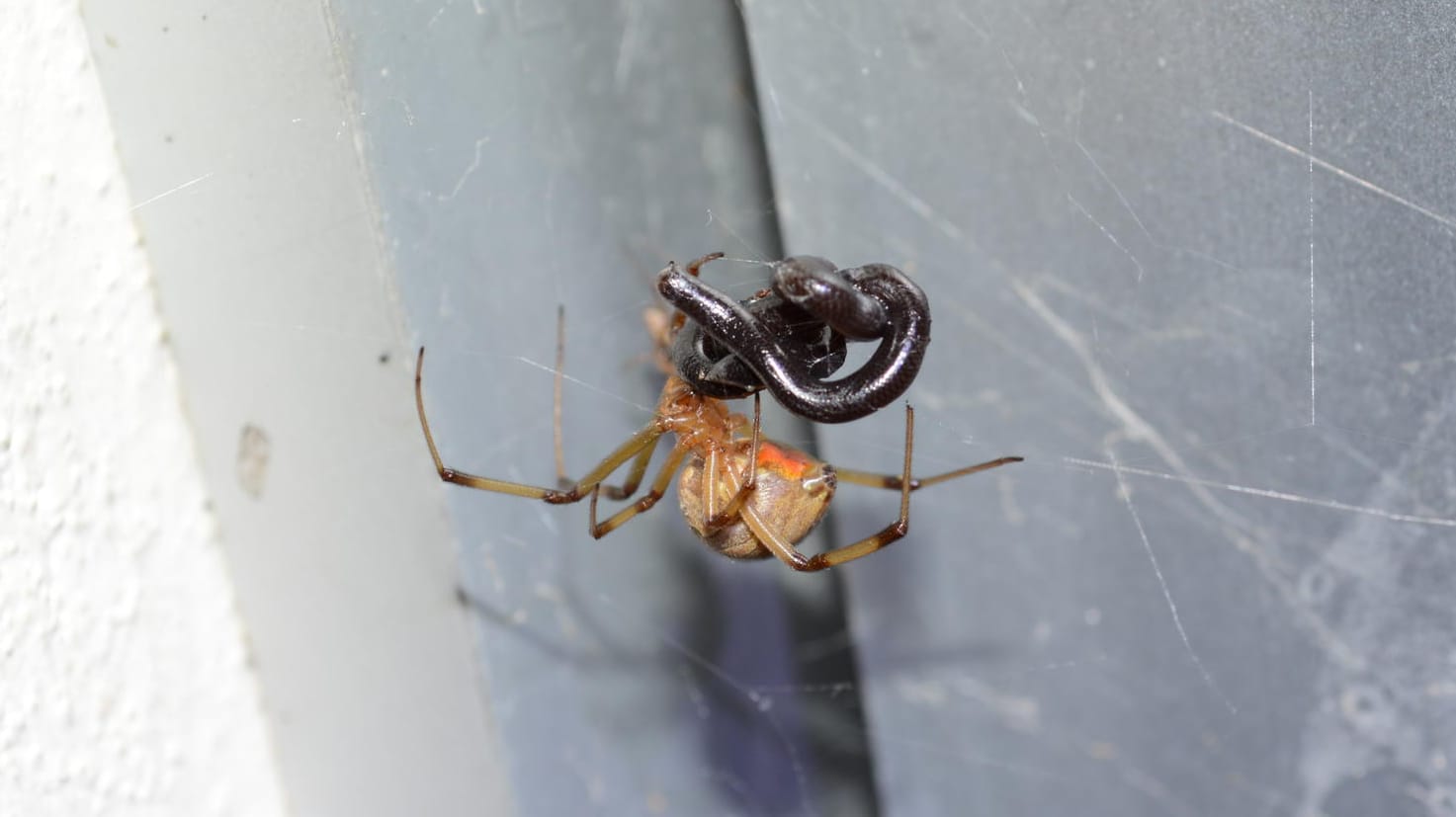 Schwarze Witwe: Sie kann selbst vielfach größere Schlangen erbeuten und fressen.