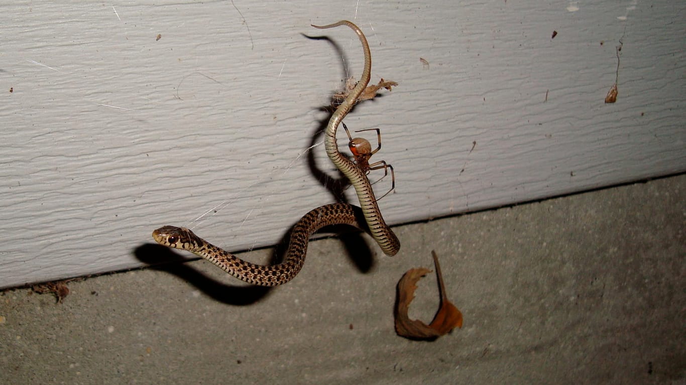 Spinne frisst Schlange: Eine junge Strumpfbandnatter ist in dem Netz einer Schwarzen Witwe gefangen.