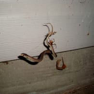 Spinne frisst Schlange: Eine junge Strumpfbandnatter ist in dem Netz einer Schwarzen Witwe gefangen.