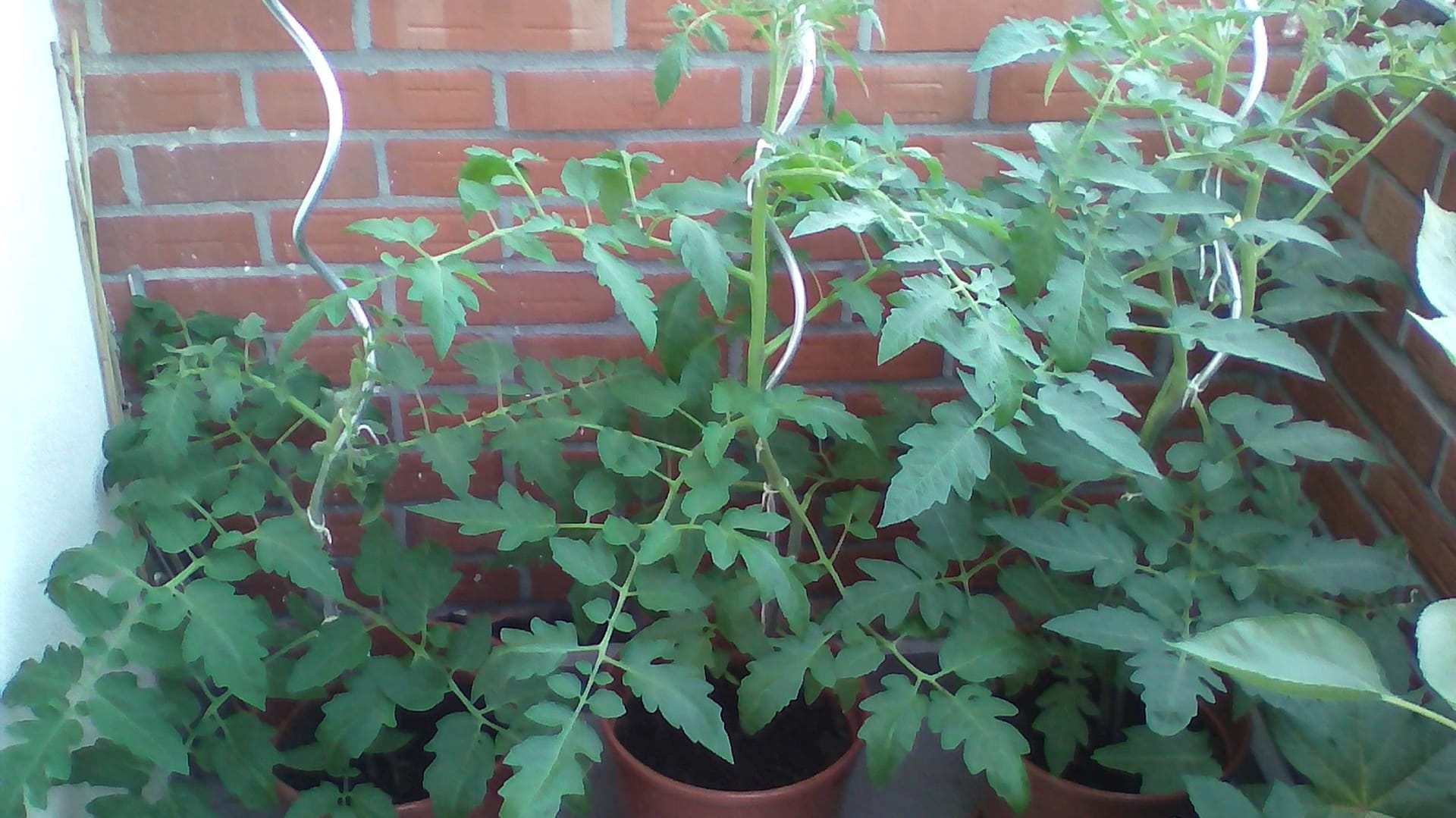 Tomaten in Kübeln: Lidl Tomate (links), Sperli Bio-Tomate (mittig) und Kiepenkerl Tomate (rechts) viereinhalb Wochen nach dem Auspflanzen.