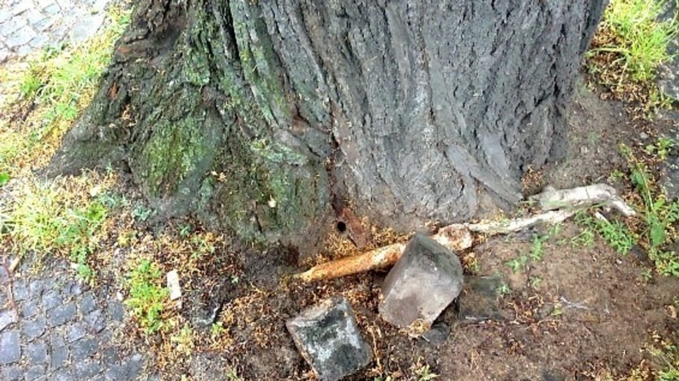 Ein Stammfuss einer Eiche in Berlin: Unbekannte haben in den alten Baum ein Lock gebohrt und es mit einer Flüssigkeit gefüllt, die den Baum absterben lässt.