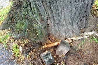 Ein Stammfuss einer Eiche in Berlin: Unbekannte haben in den alten Baum ein Lock gebohrt und es mit einer Flüssigkeit gefüllt, die den Baum absterben lässt.