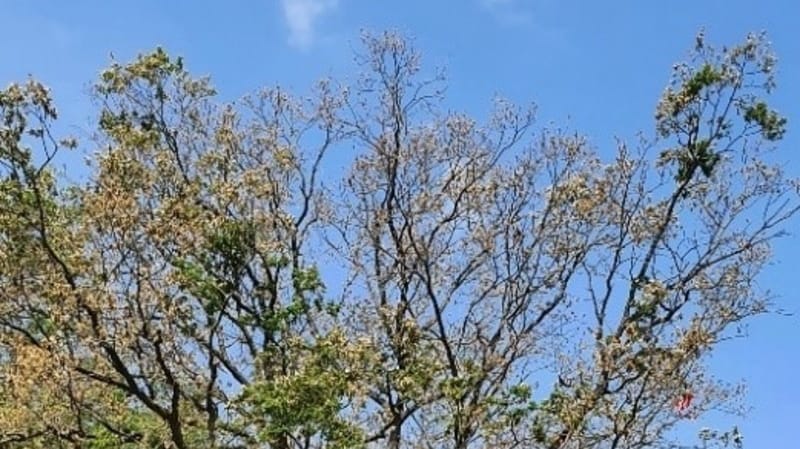 Blick auf die absterbende Eiche in der Regattastraße: Die Mitarbeiter des Straßen- und Grünflächenamts versuchen, den Baum noch zu retten.