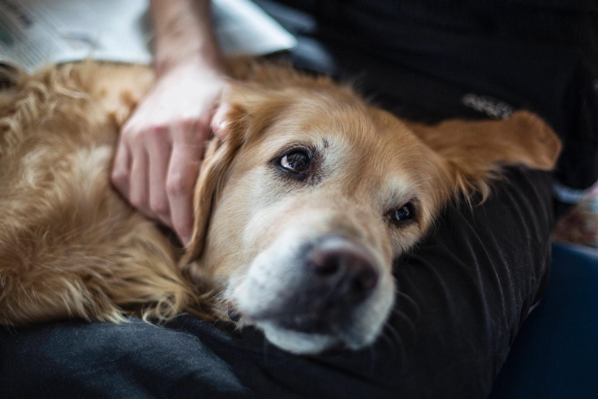 Ein Golden Retriever (Symbolbild): Die Halterin hatte den Hund im Garten gelassen, um ihn nicht im Haus einsperren zu müssen.