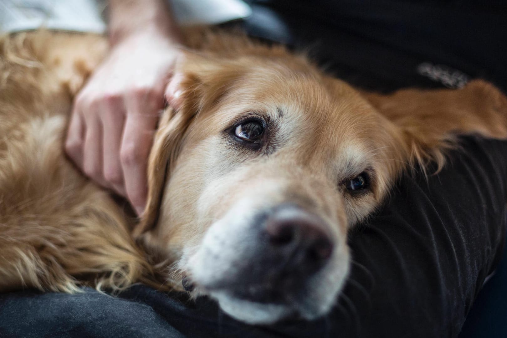 Ein Golden Retriever (Symbolbild): Die Halterin hatte den Hund im Garten gelassen, um ihn nicht im Haus einsperren zu müssen.