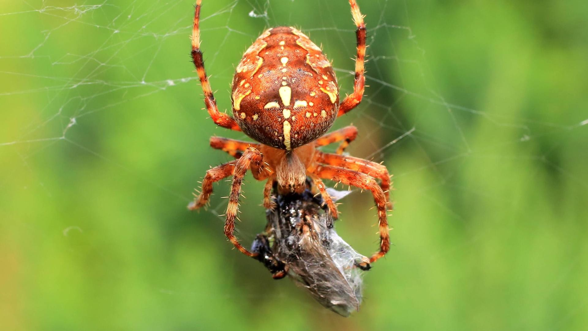 Gartenkreuzspinne: Als Nahrung bevorzugt die Art unter anderem Mücken, Fliegen oder Blattläuse.