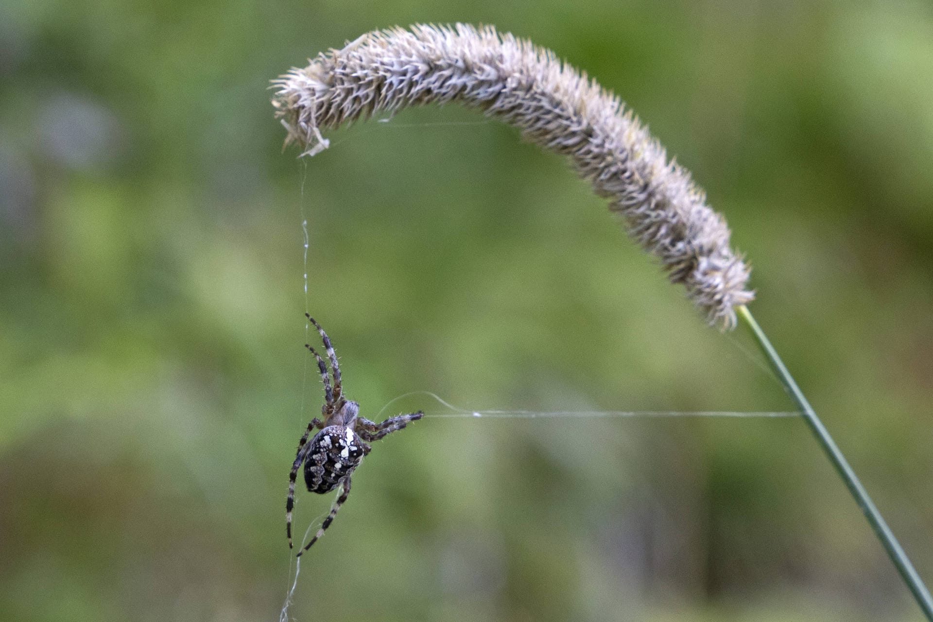 Netzbau: Für das Grundgerüst baut die Spinne eine Konstruktion, die wie ein Y aussieht.