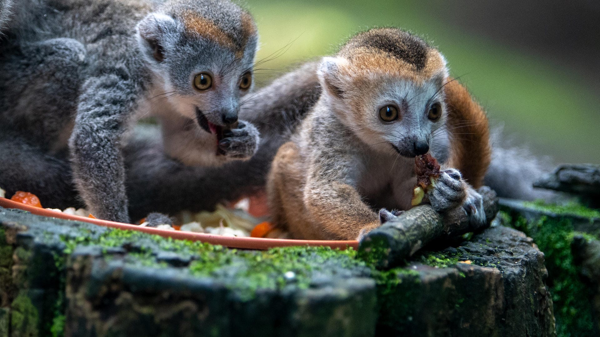 Die madagassischen Kronenmaki-Zwillinge des Gondwanalands fressen gemeinsam auf einem Stein.