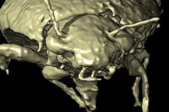 Der Käfer Triamyxa coprolithica: Forscher haben ihn im 3-Modell rekonstruiert.