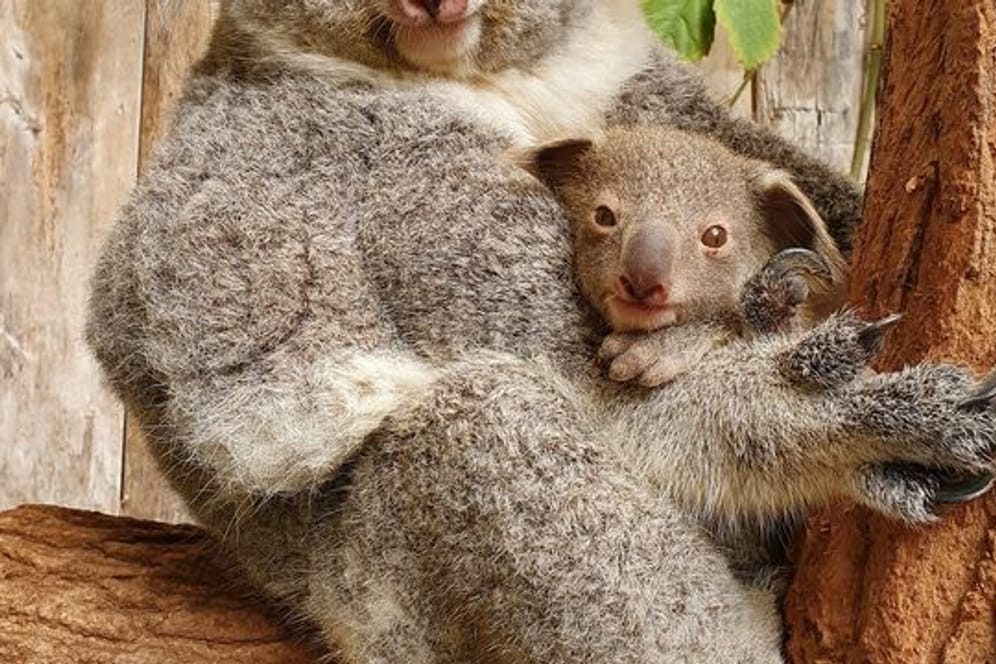 Das Baby-Koala mit seiner Mutter im Duisburger Zoo.