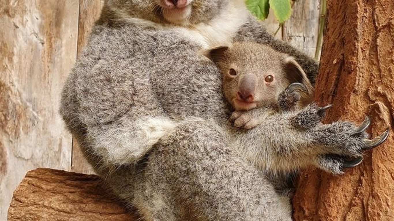 Ein Baby-Koala hält sich an seiner Mutter fest