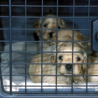 Hundewelpen in einer Transportbox (Symbolbild): 32 Tiere wurden beschlagnahmt.