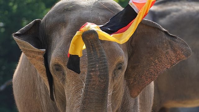 Elefantenkuh Yashoda hält mit ihrem Rüssel die deutsche Flagge Elefantenkuh Yashoda hält mit ihrem Rüssel die deutsche Flagge