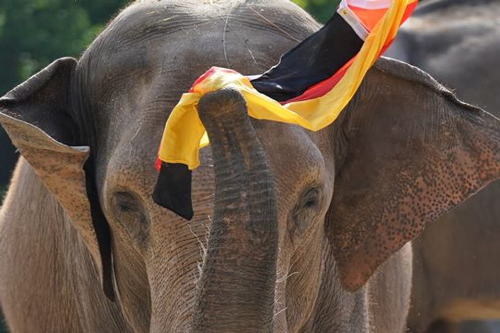 Elefantenkuh Yashoda hält mit ihrem Rüssel die deutsche Flagge