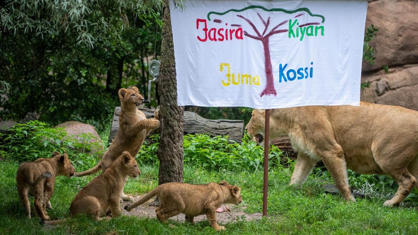 Die Löwen-Vierlinge mit Mutter Kigali: Bei einer kleinen Taufzeremonie der Tierpfleger haben die vier Löwenbabys am Mittwoch ihre Namen erhalten.