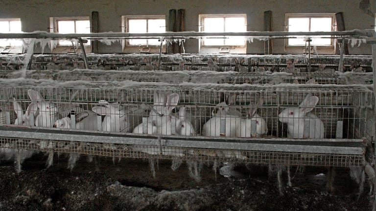 Kaninchen in einer Käfigmast in Sachsen (Symbolbild): Solche Ställe soll es in einigen Jahren nicht mehr geben.