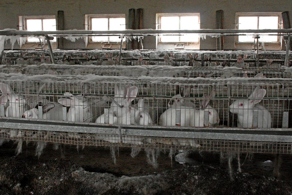 Kaninchen in einer Käfigmast in Sachsen (Symbolbild): Solche Ställe soll es in einigen Jahren nicht mehr geben.