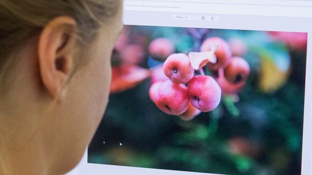 Acht Programme zum Bearbeiten von Fotos wurden getestet - einige sind im Abo erhältlich, andere werden gekauft. Acht Programme zum Bearbeiten von Fotos wurden getestet - einige sind im Abo erhältlich, andere werden gekauft.