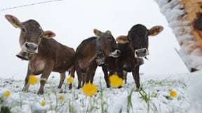 Wetter in Deutschland: Das Allgäu bekam noch einmal Schnee ab
