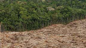 Regenwald in Brasilien wird abgeholzt