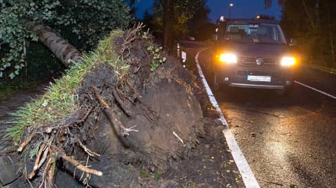 Entwurzelter Baum: Ein heftiges Gewitter zog auch über Frankfurt an der Oder weg