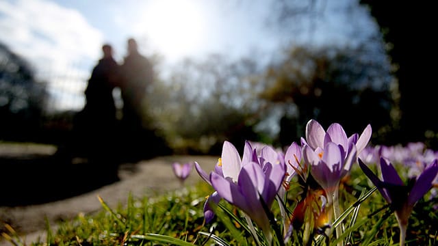 Erste Anzeichen von Frühling: In Köln blühen bereits Krokusse