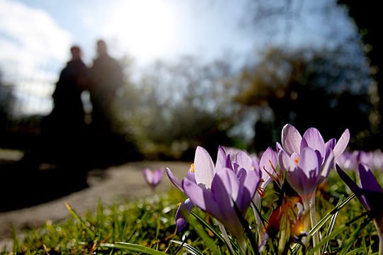 Erste Anzeichen von Frühling: In Köln blühen bereits Krokusse