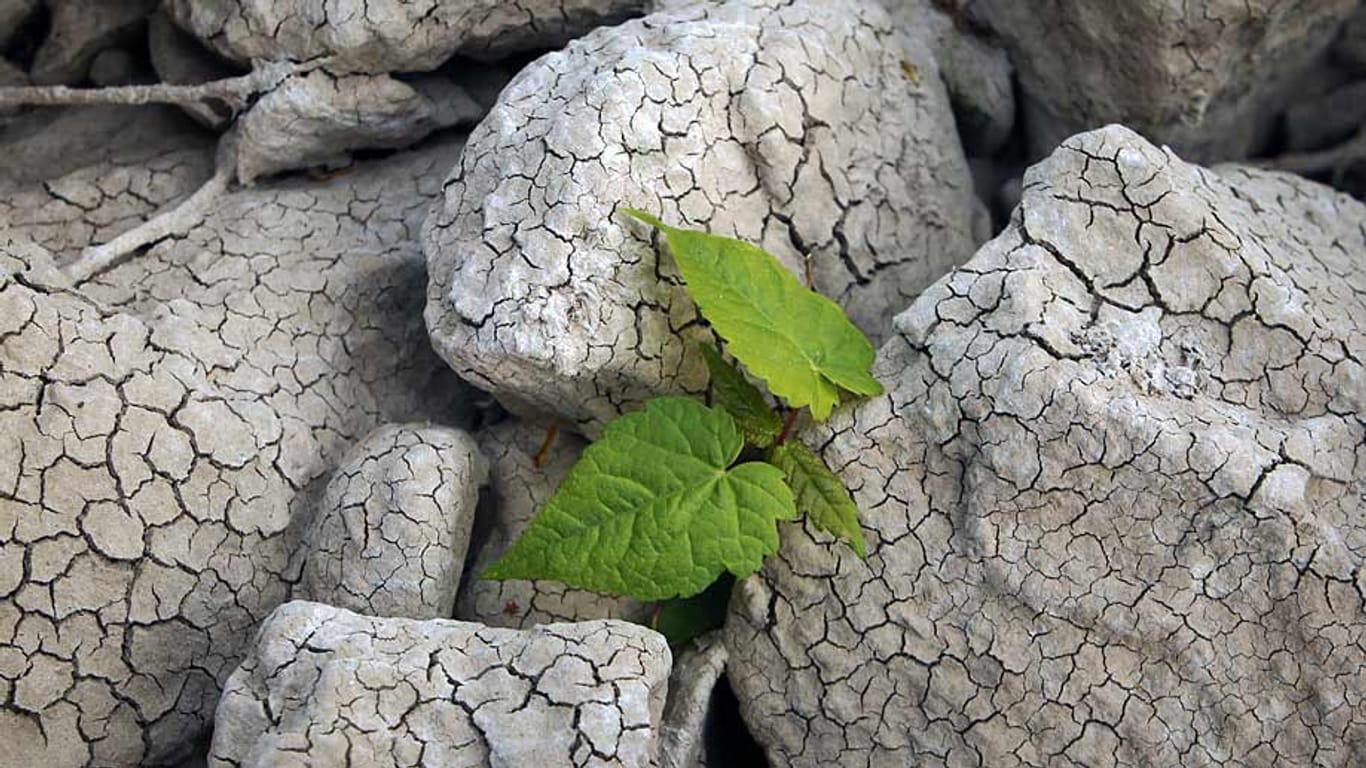 Der Rhein ist knochentrocken