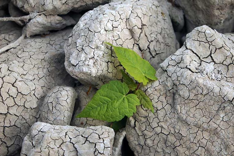 Der Rhein ist knochentrocken