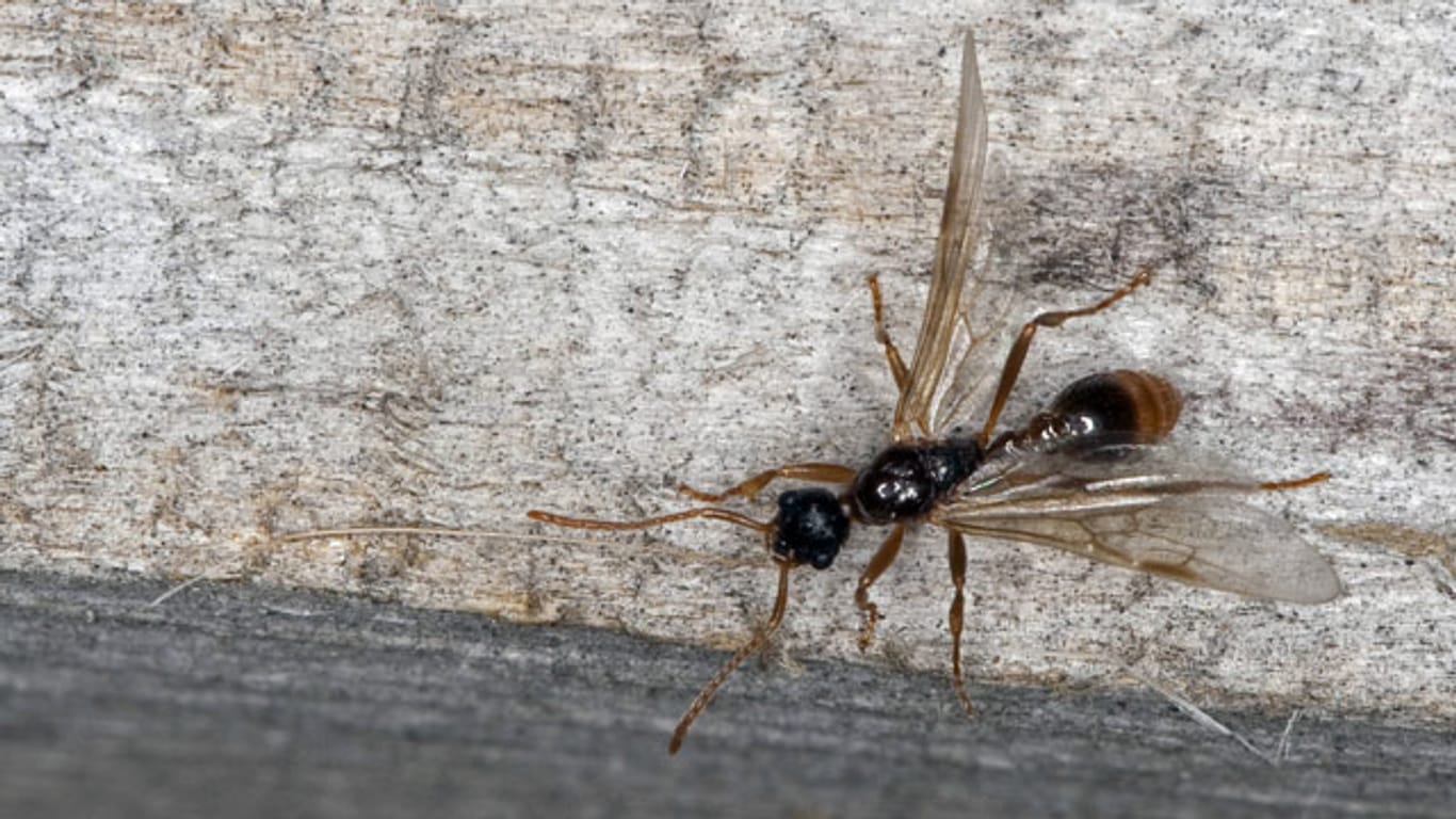 Fliegende Ameisen haben ihre Flügel nur während der Paarungszeit.