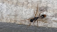 Fliegende Ameisen in Haus und Garten bekämpfen: Tipps