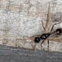 Fliegende Ameisen in Haus und Garten bekämpfen: Tipps