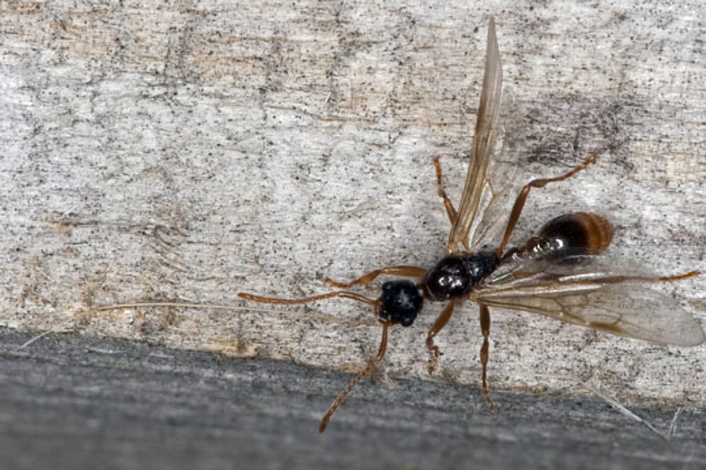 Fliegende Ameisen haben ihre Flügel nur während der Paarungszeit.