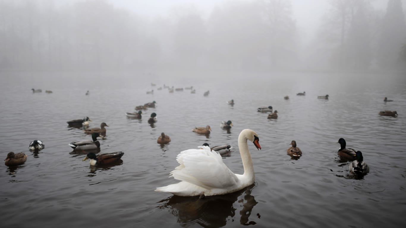Ein Teich in Celle: Neben Nebel ist diese Woche der Regen das große Wetterthema