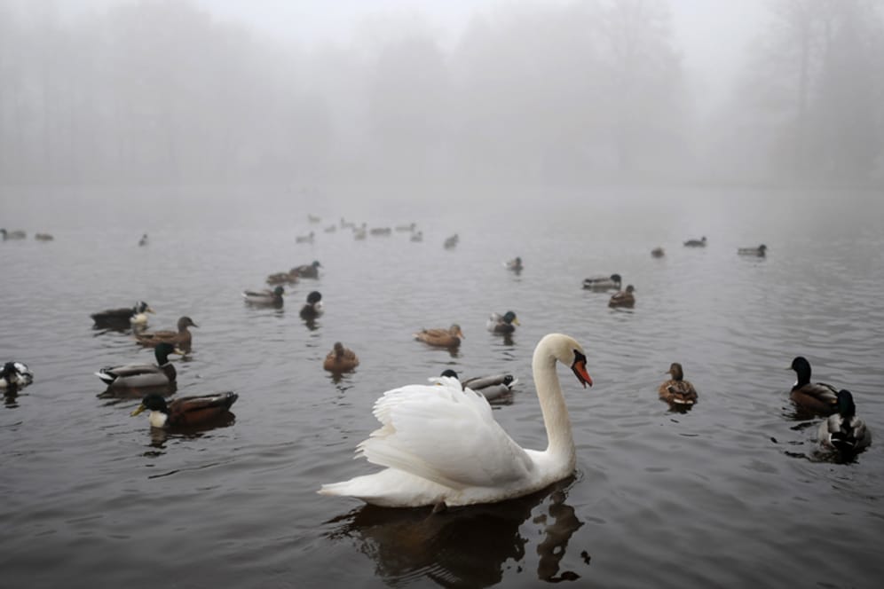 Ein Teich in Celle: Neben Nebel ist diese Woche der Regen das große Wetterthema