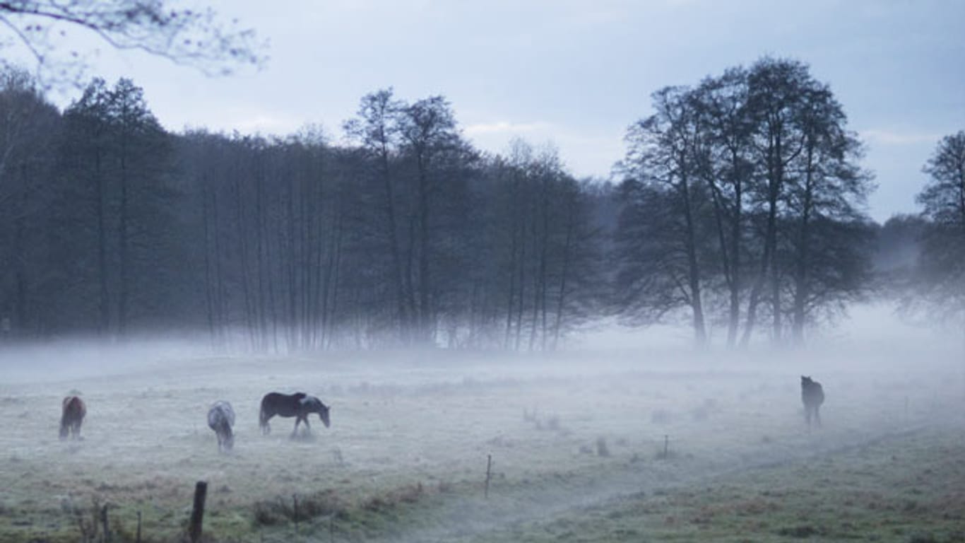 Typisch: Pferde im Nebel des Löwenberger Landes (Brandenburg)