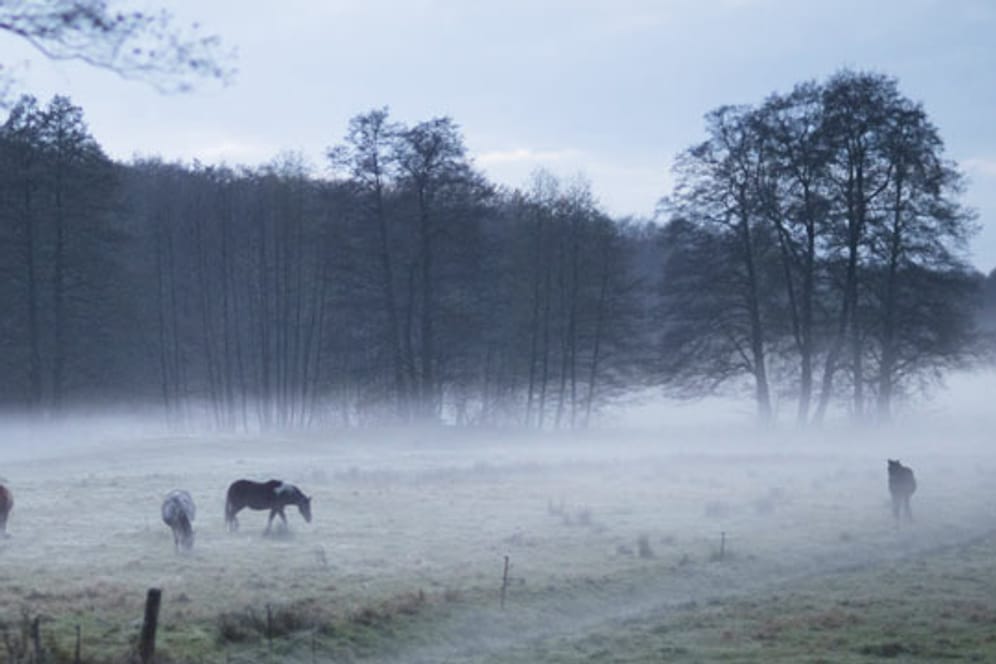 Typisch: Pferde im Nebel des Löwenberger Landes (Brandenburg)