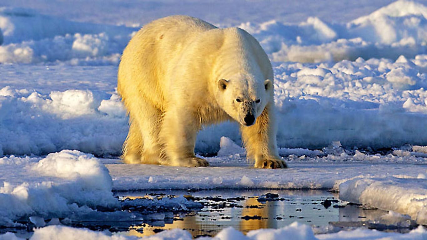 Der Eisbär ist zum Symbol der Erderwärmung geworden. 2004 wurden noch 1500 Eisbären in Alaska und im Nordwesten Kanadas gezählt, zuletzt waren es nur noch 900 Exemplare.